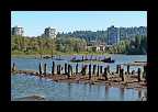 Old Mill Site Park - Port Moody (2)
